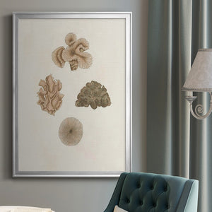 Knorr Shells & Coral VIII Premium Framed Print - Ready to Hang