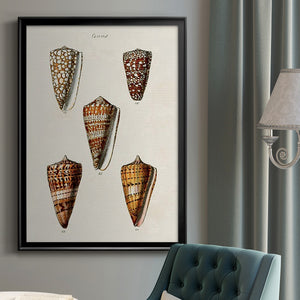 Cone Shell Collection II Premium Framed Print - Ready to Hang
