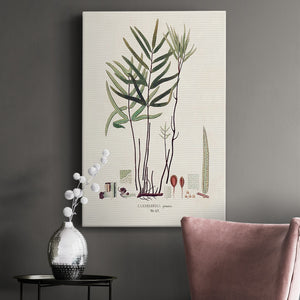 Botanical Society Ferns XI Premium Gallery Wrapped Canvas - Ready to Hang