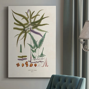 Botanical Society Ferns VIII Premium Gallery Wrapped Canvas - Ready to Hang