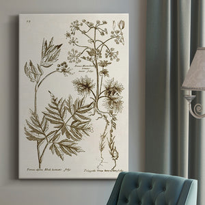 Sepia Botanical Journal III Premium Gallery Wrapped Canvas - Ready to Hang