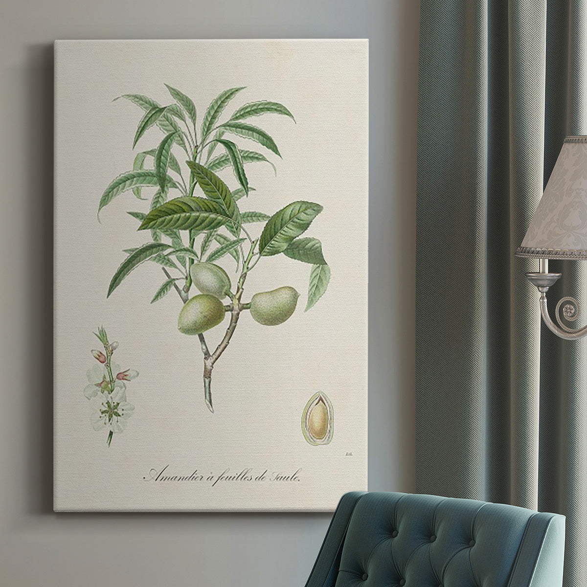 Antique Almond Botanical II Premium Gallery Wrapped Canvas - Ready to Hang