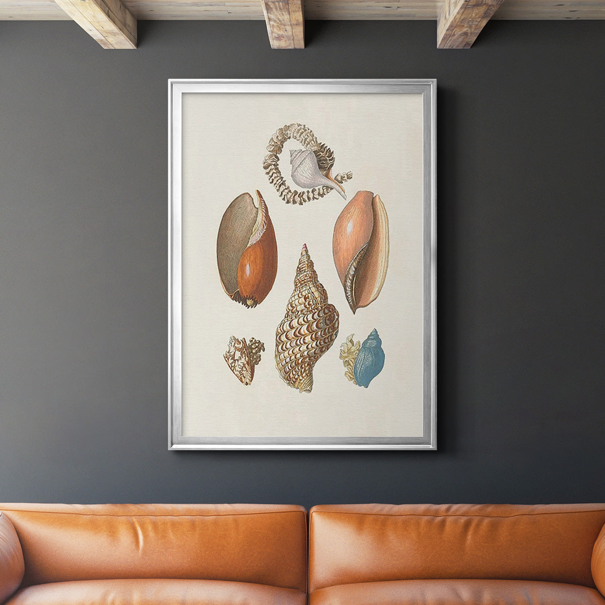 Knorr Shells & Coral I Premium Framed Print - Ready to Hang