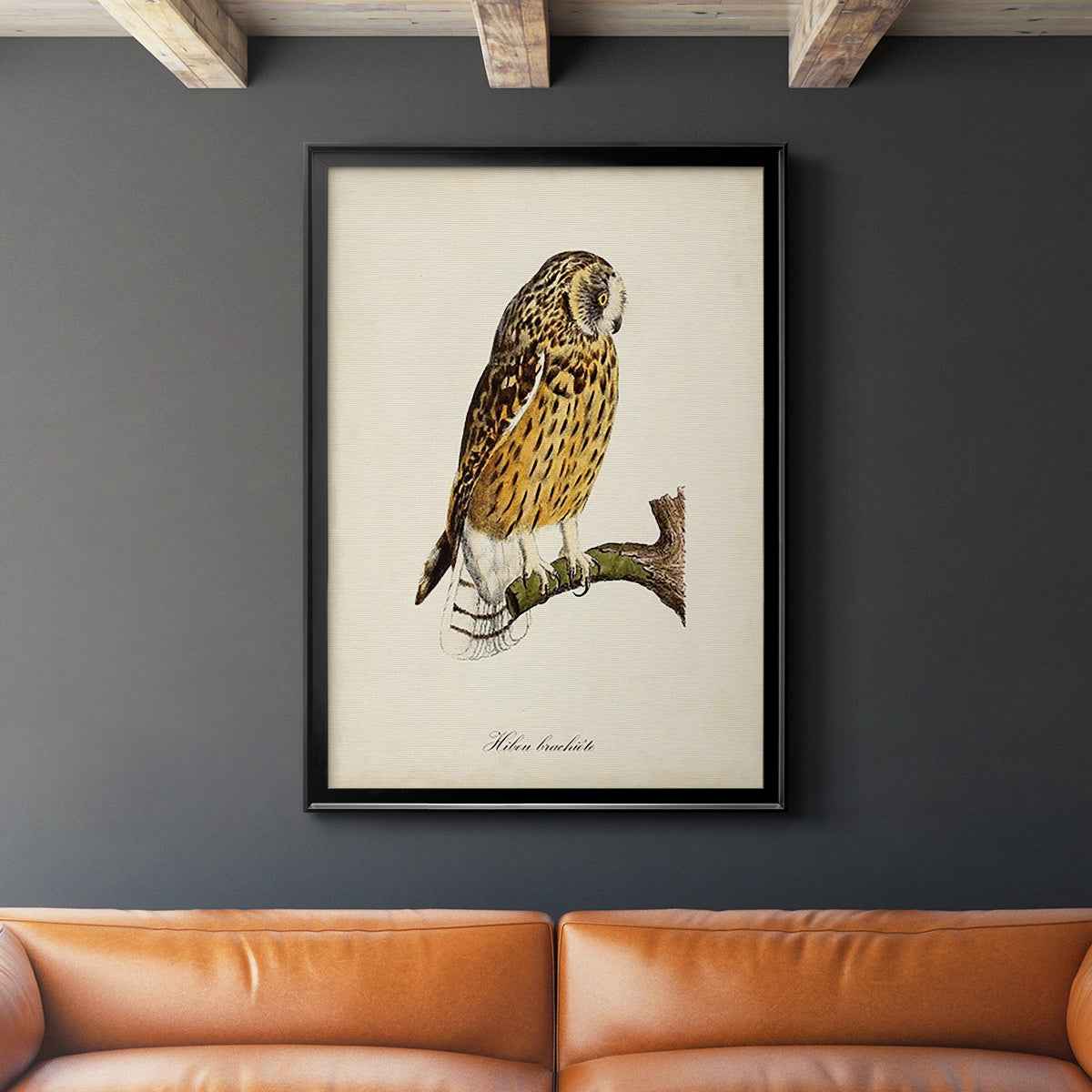 French Owls II Premium Framed Print - Ready to Hang