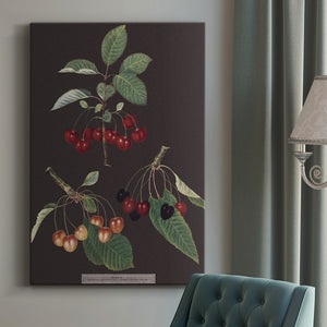 Brookshaw Cherries Premium Gallery Wrapped Canvas - Ready to Hang
