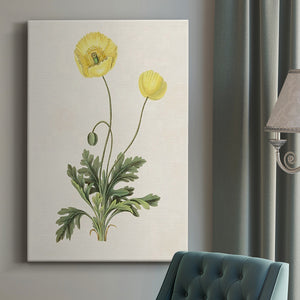 Flowers of the Seasons XII Premium Gallery Wrapped Canvas - Ready to Hang