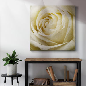 Wall Flower III-Premium Gallery Wrapped Canvas - Ready to Hang