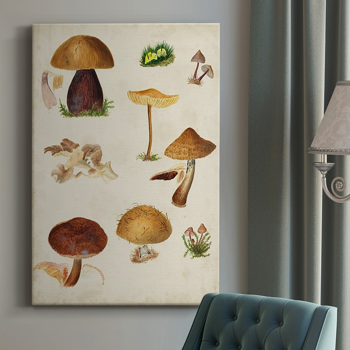 Mushroom Species II Premium Gallery Wrapped Canvas - Ready to Hang