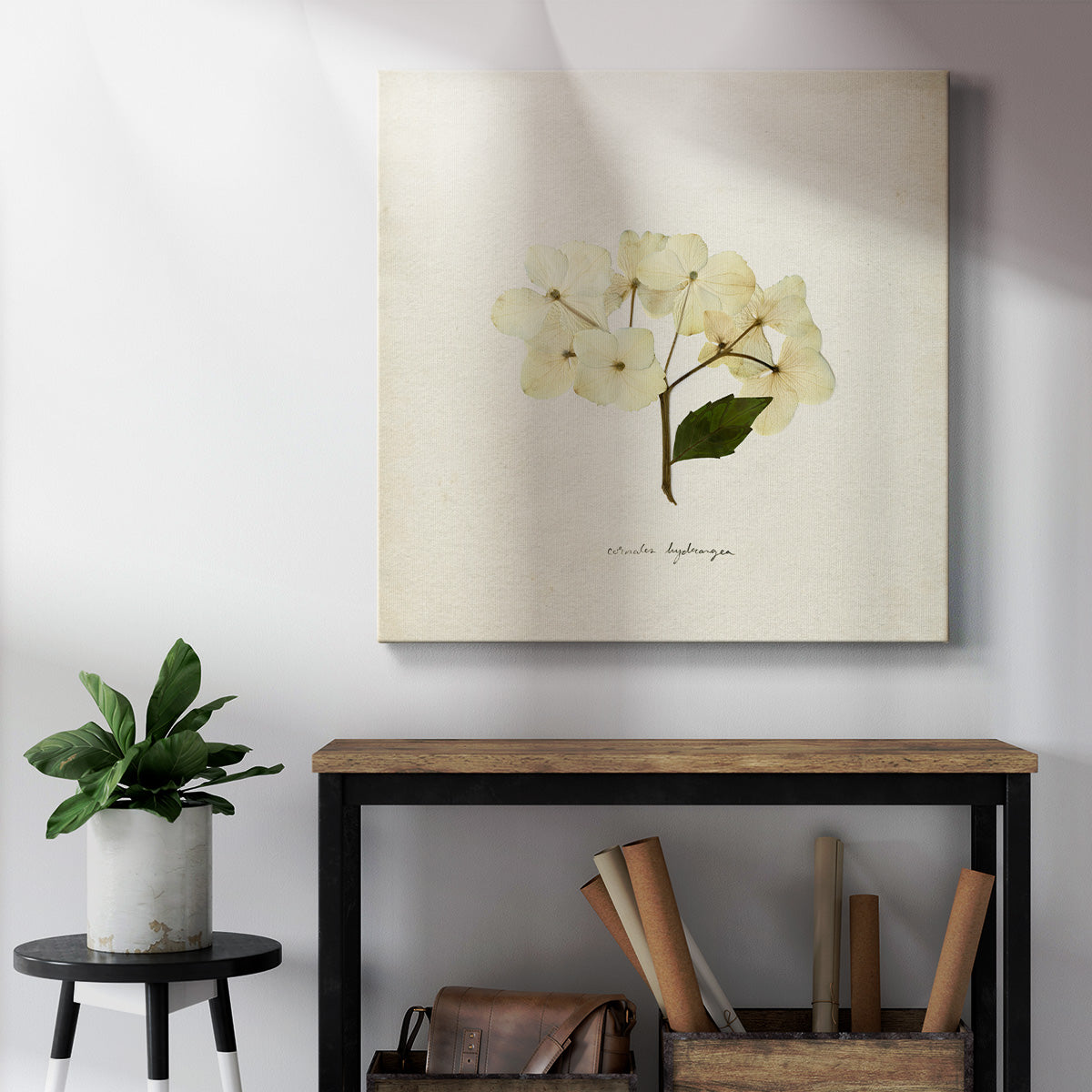 Cornales Hydrangea II-Premium Gallery Wrapped Canvas - Ready to Hang