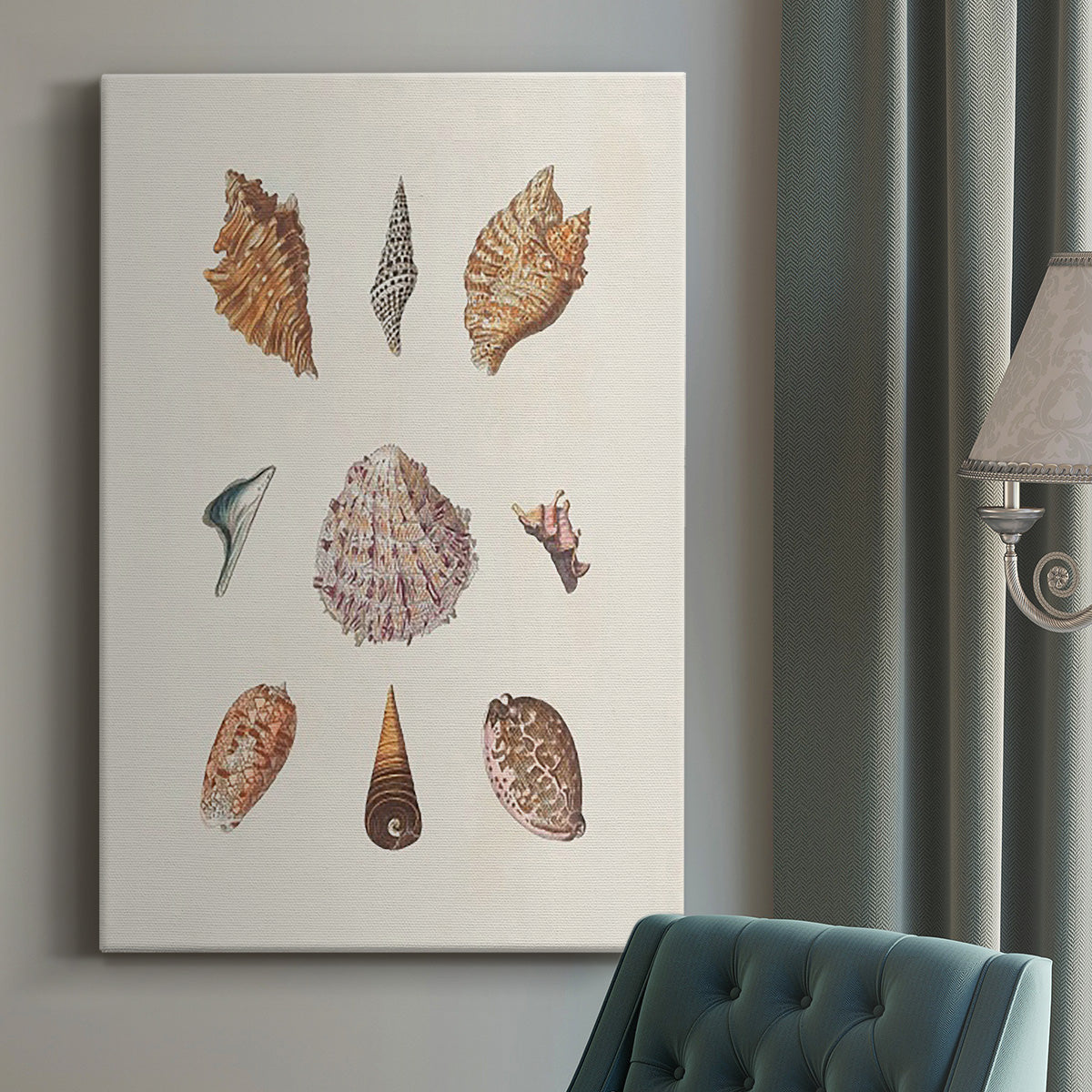 Knorr Shells & Coral VI Premium Gallery Wrapped Canvas - Ready to Hang