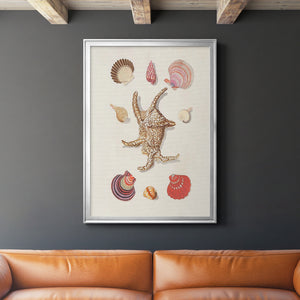 Knorr Shells & Coral II Premium Framed Print - Ready to Hang