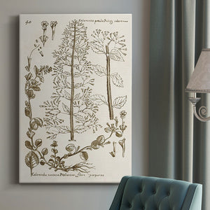 Sepia Botanical Journal V Premium Gallery Wrapped Canvas - Ready to Hang
