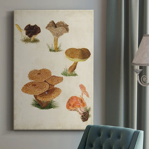 Mushroom Species V Premium Gallery Wrapped Canvas - Ready to Hang