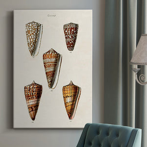 Cone Shell Collection II Premium Gallery Wrapped Canvas - Ready to Hang