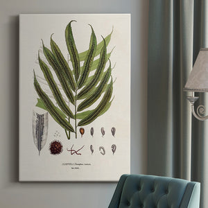 Botanical Society Ferns II Premium Gallery Wrapped Canvas - Ready to Hang