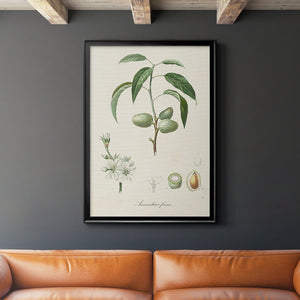 Antique Almond Botanical I Premium Framed Print - Ready to Hang