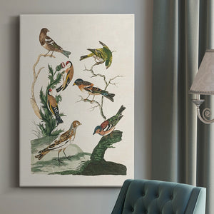 Antique Birds in Nature I Premium Gallery Wrapped Canvas - Ready to Hang