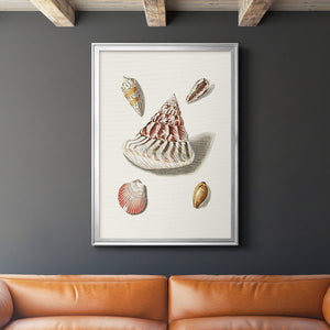 Pastel Knorr Shells VII Premium Framed Print - Ready to Hang
