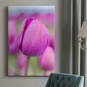 Magenta Stem Premium Gallery Wrapped Canvas - Ready to Hang