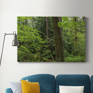 Calm of the Forest Premium Gallery Wrapped Canvas - Ready to Hang