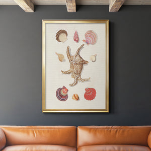 Knorr Shells & Coral II Premium Framed Print - Ready to Hang