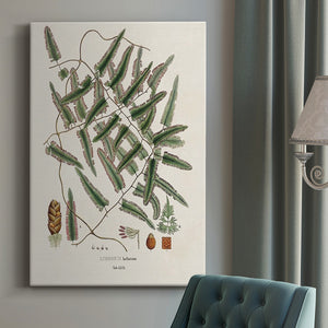 Botanical Society Ferns X Premium Gallery Wrapped Canvas - Ready to Hang