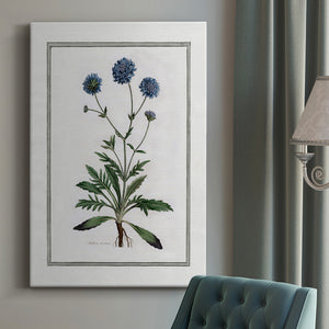 Soft Botanical II Premium Gallery Wrapped Canvas - Ready to Hang