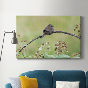 Resting Sparrow Premium Gallery Wrapped Canvas - Ready to Hang