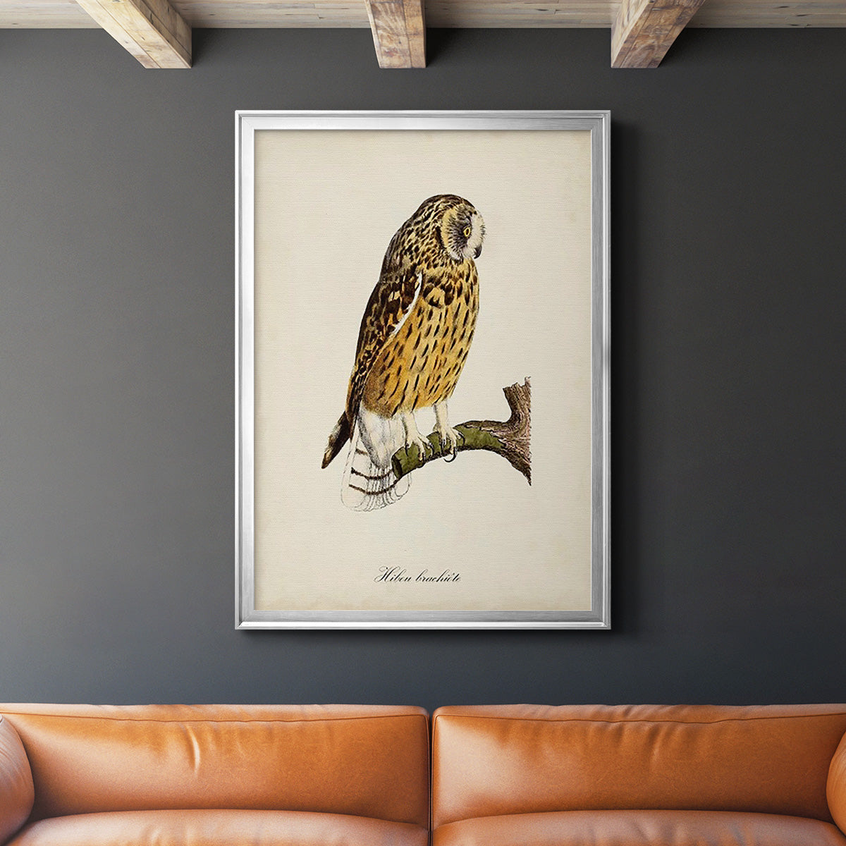 French Owls II Premium Framed Print - Ready to Hang