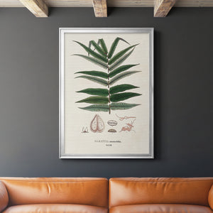 Botanical Society Ferns XII Premium Framed Print - Ready to Hang
