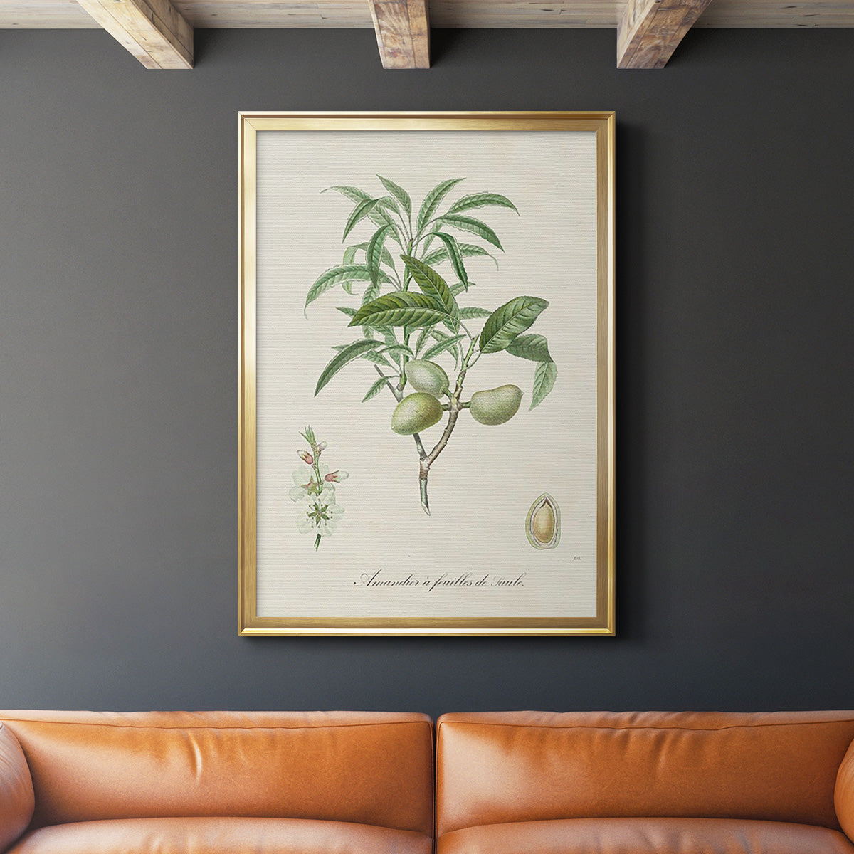 Antique Almond Botanical II Premium Framed Print - Ready to Hang