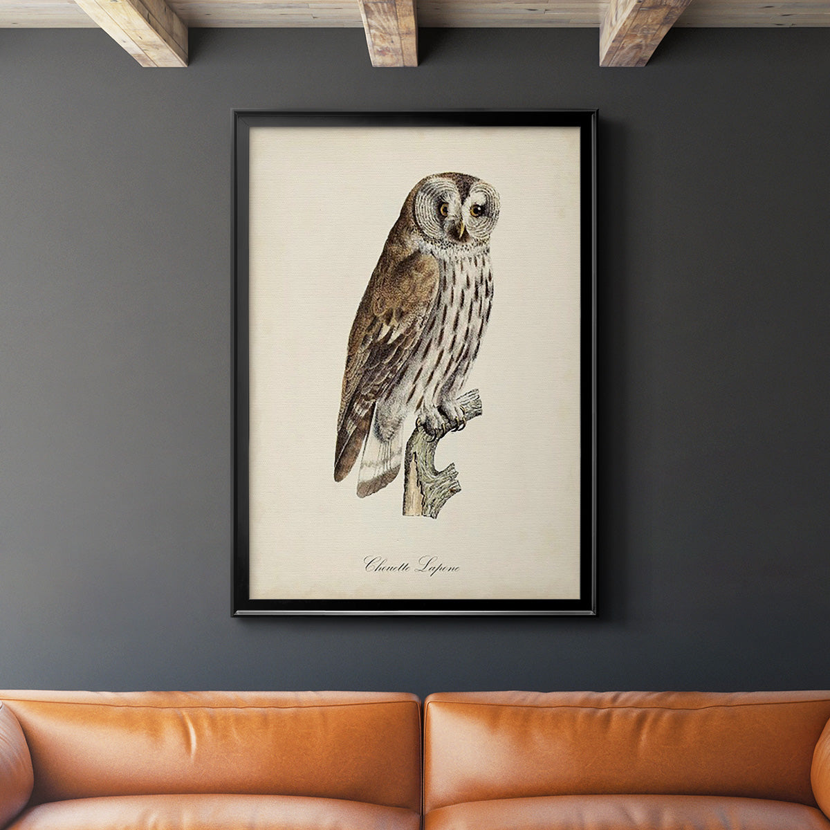 French Owls III Premium Framed Print - Ready to Hang