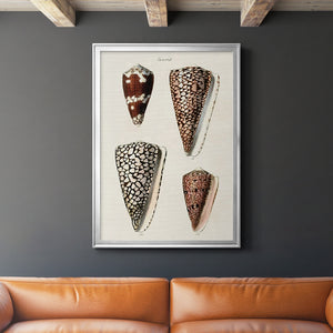 Cone Shell Collection I Premium Framed Print - Ready to Hang